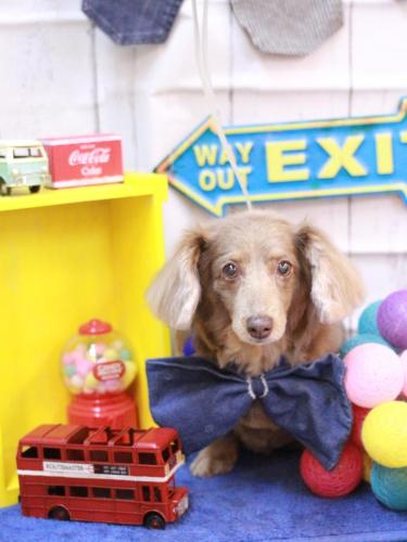 20230418桃ちゃん